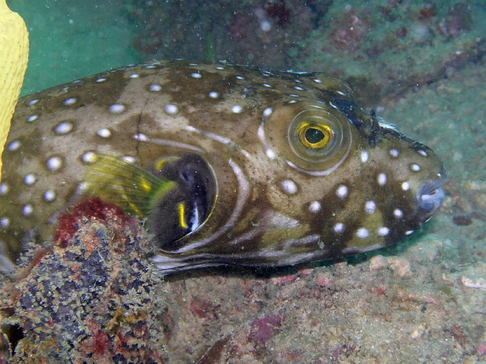 whitespotted puffer