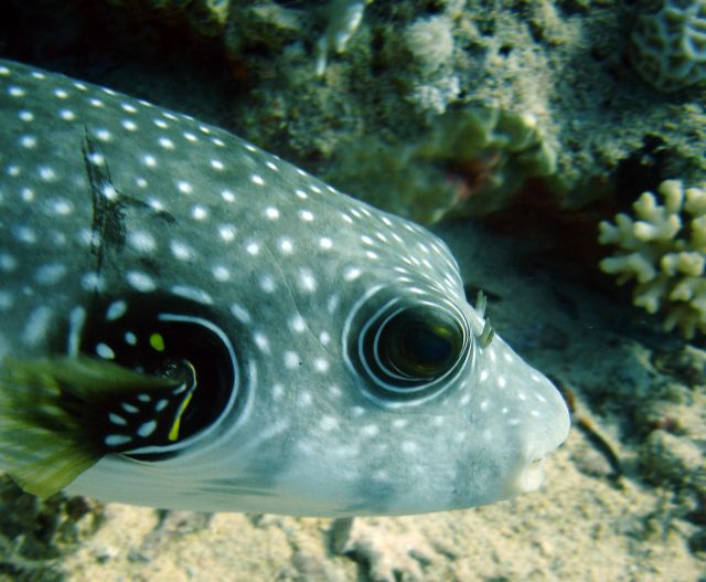 Whitespotted Puffer