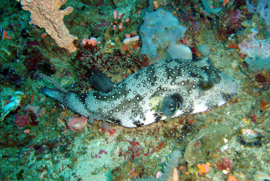 Whitespotted Pufferfish