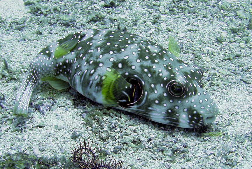 Whitespotted Stripedbelly Puffer