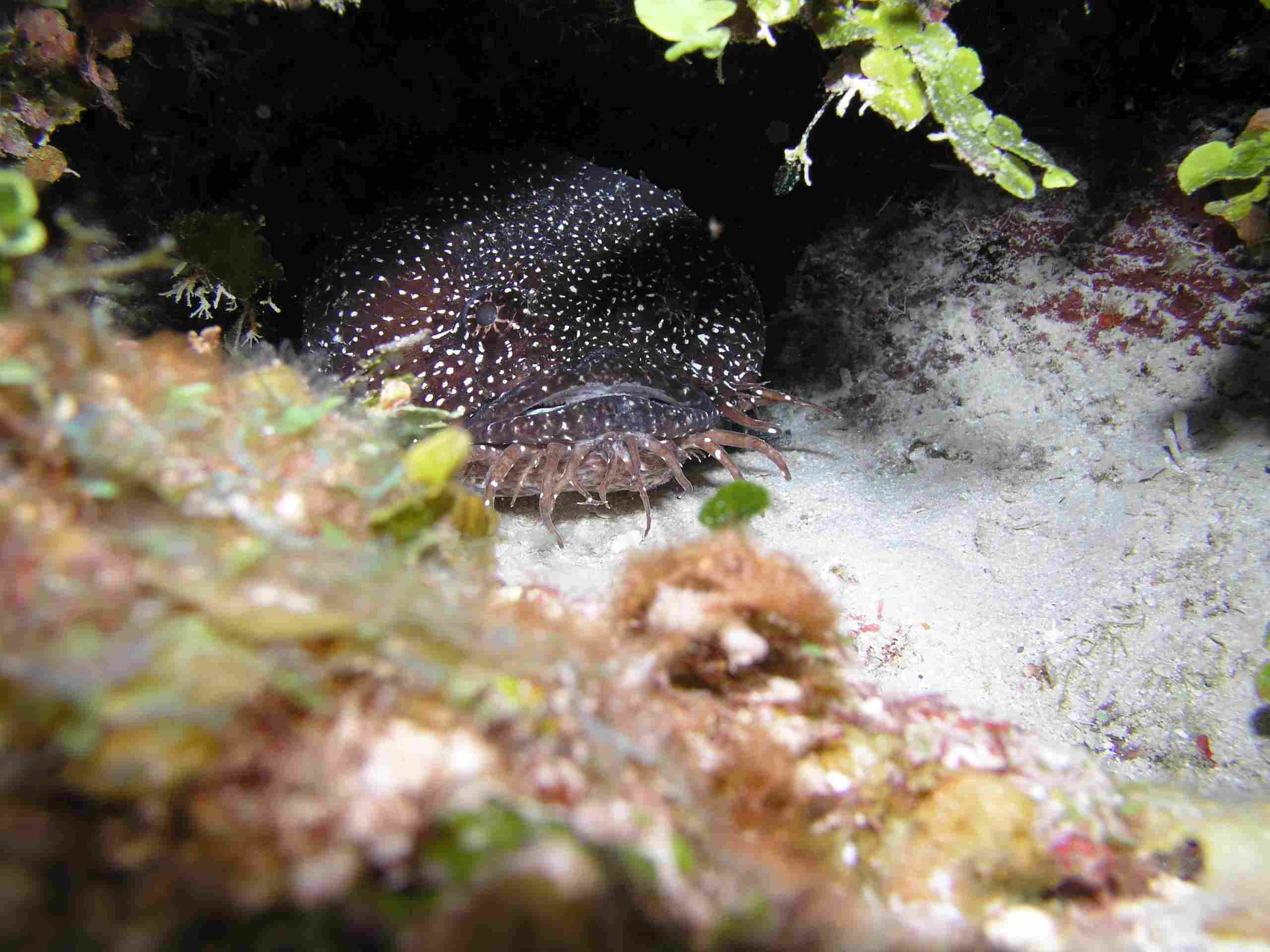 Whitespotted Toadfish