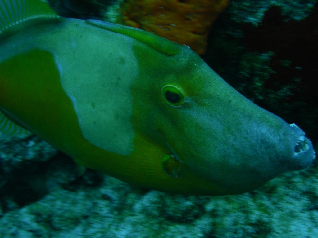 Whitespotted_filefish