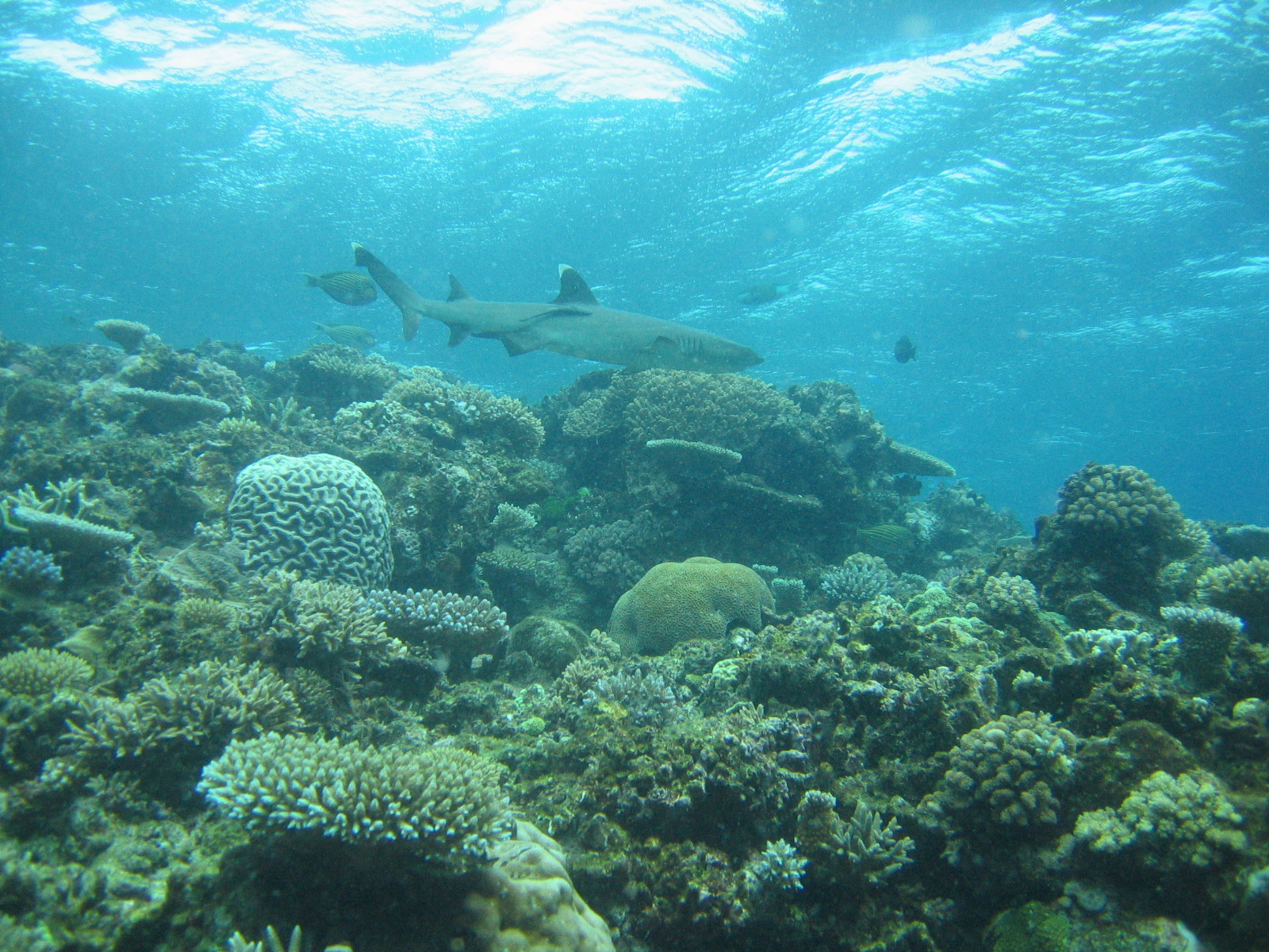 Whitetip reef shark - Fiji