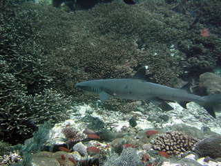 Whitetip Reef Shark, Nusa Penida, Bali