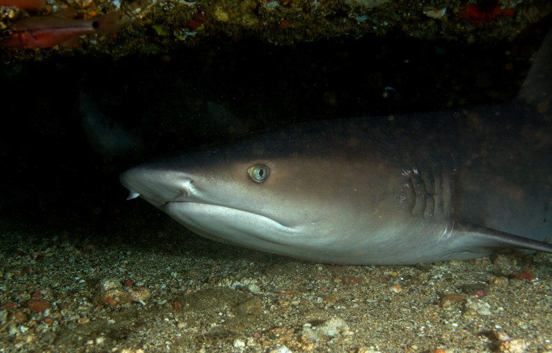 Whitetip Reef Shark PG, Philippines
