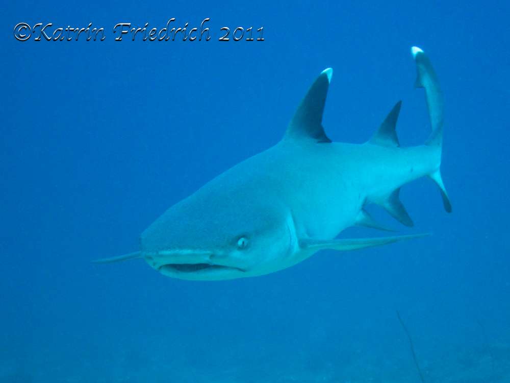 Whitetip reef shark