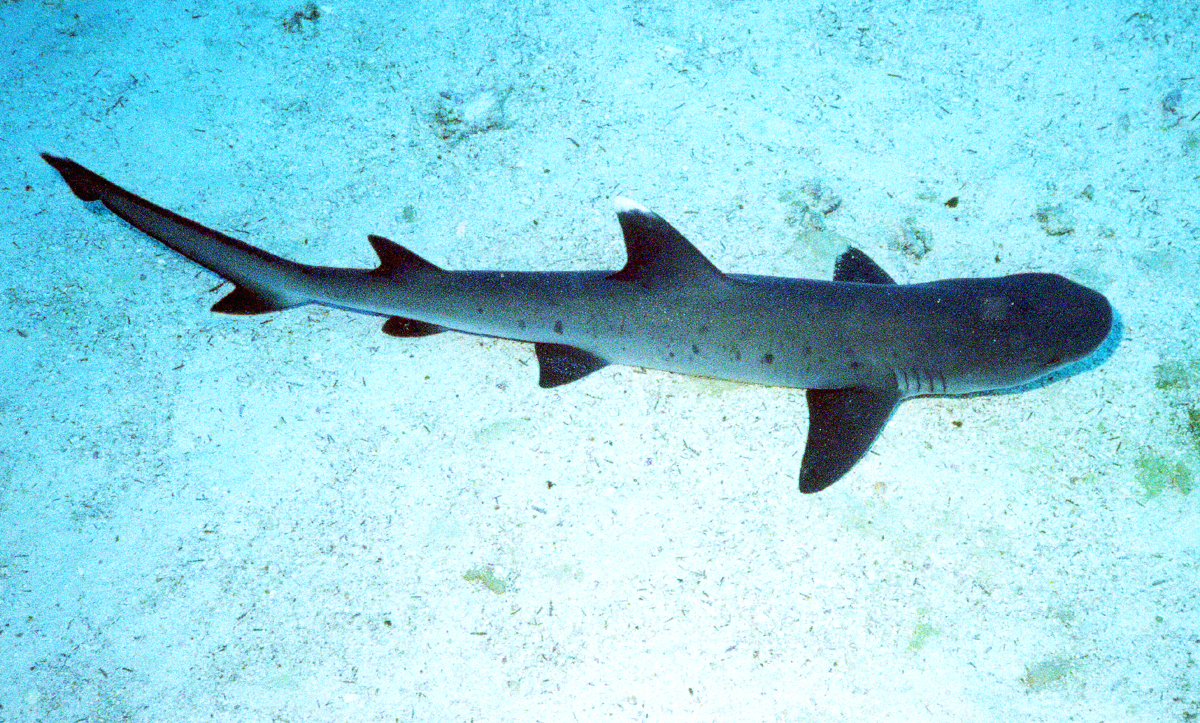 whitetip reef shark