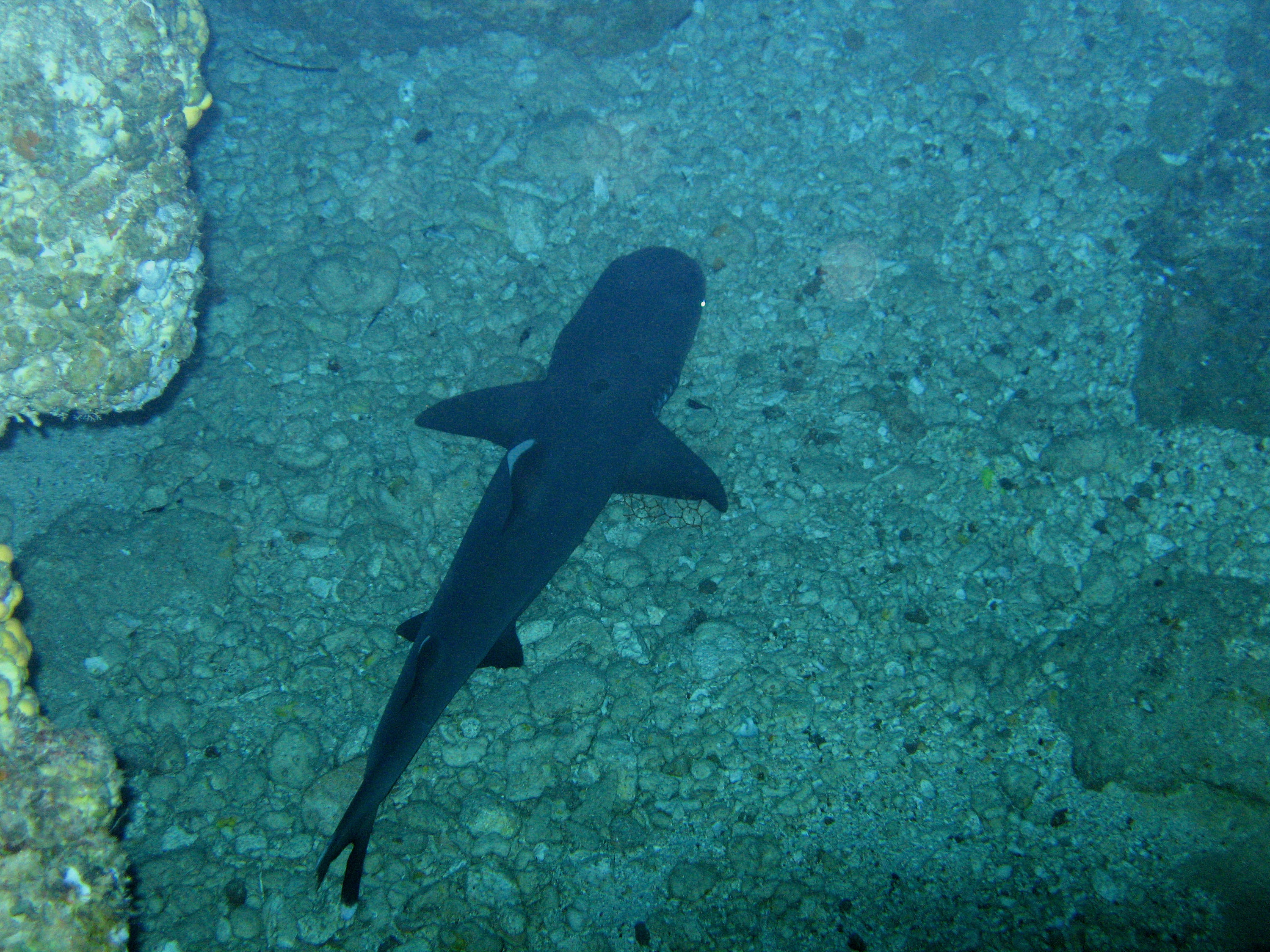 Whitetip Reef Shark