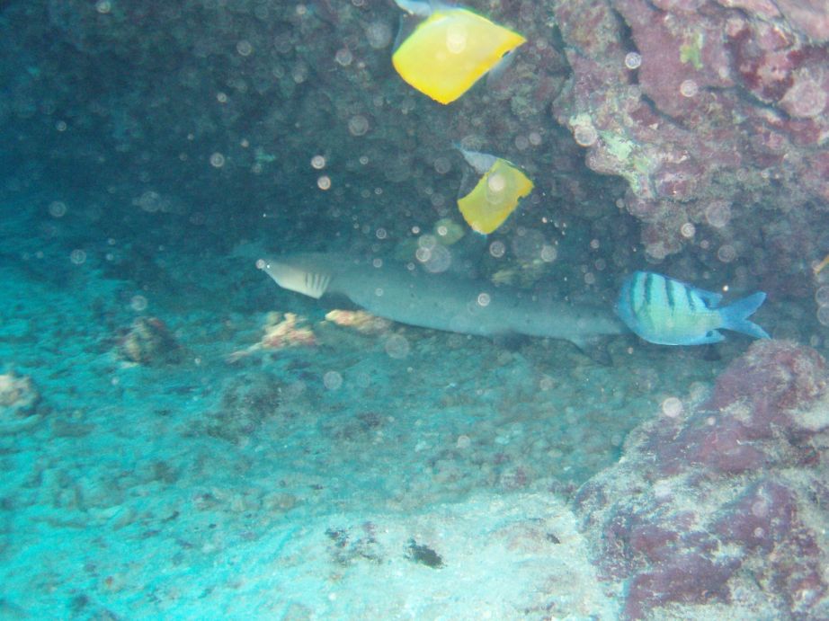 whitetip reef shark