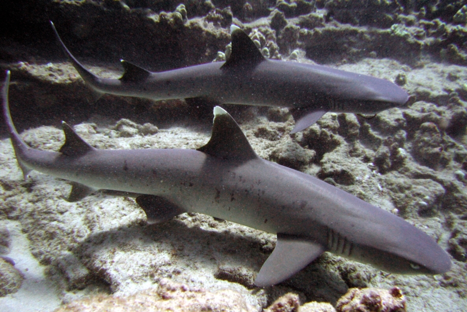 Whitetip Reef Sharks -- Splitting Caves