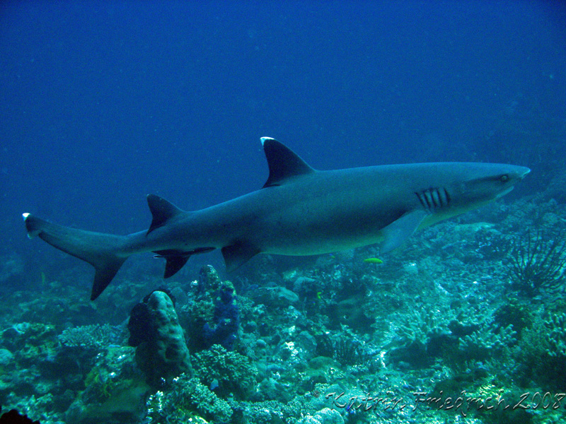 whitetip reefshark