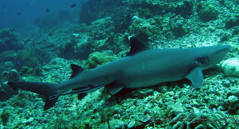 whitetip reefshark