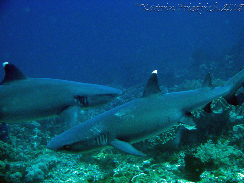 whitetip reefsharks