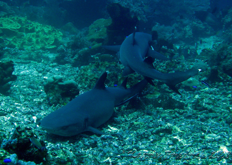 whitetip reefsharks