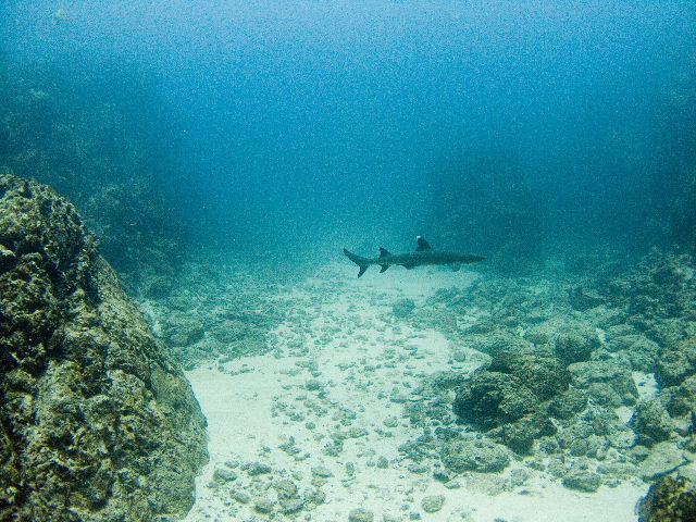 Whitetip sharks at Isla del CaÃ±o - Costa Rica