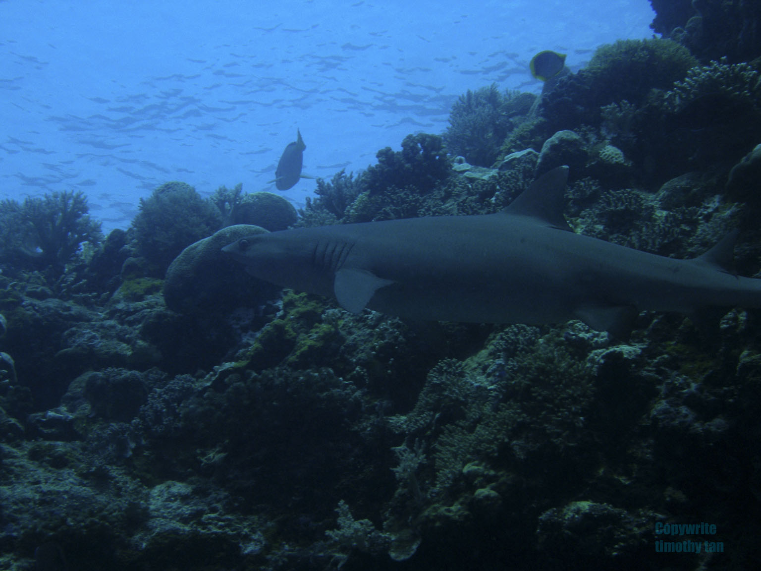 whitetip_shark1