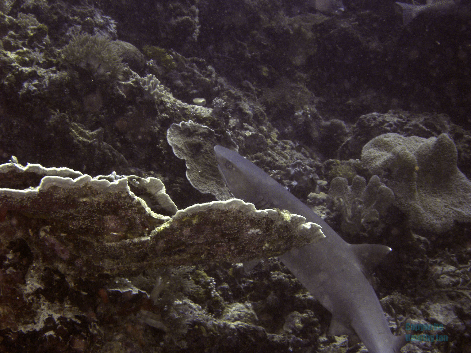 whitetip_shark2