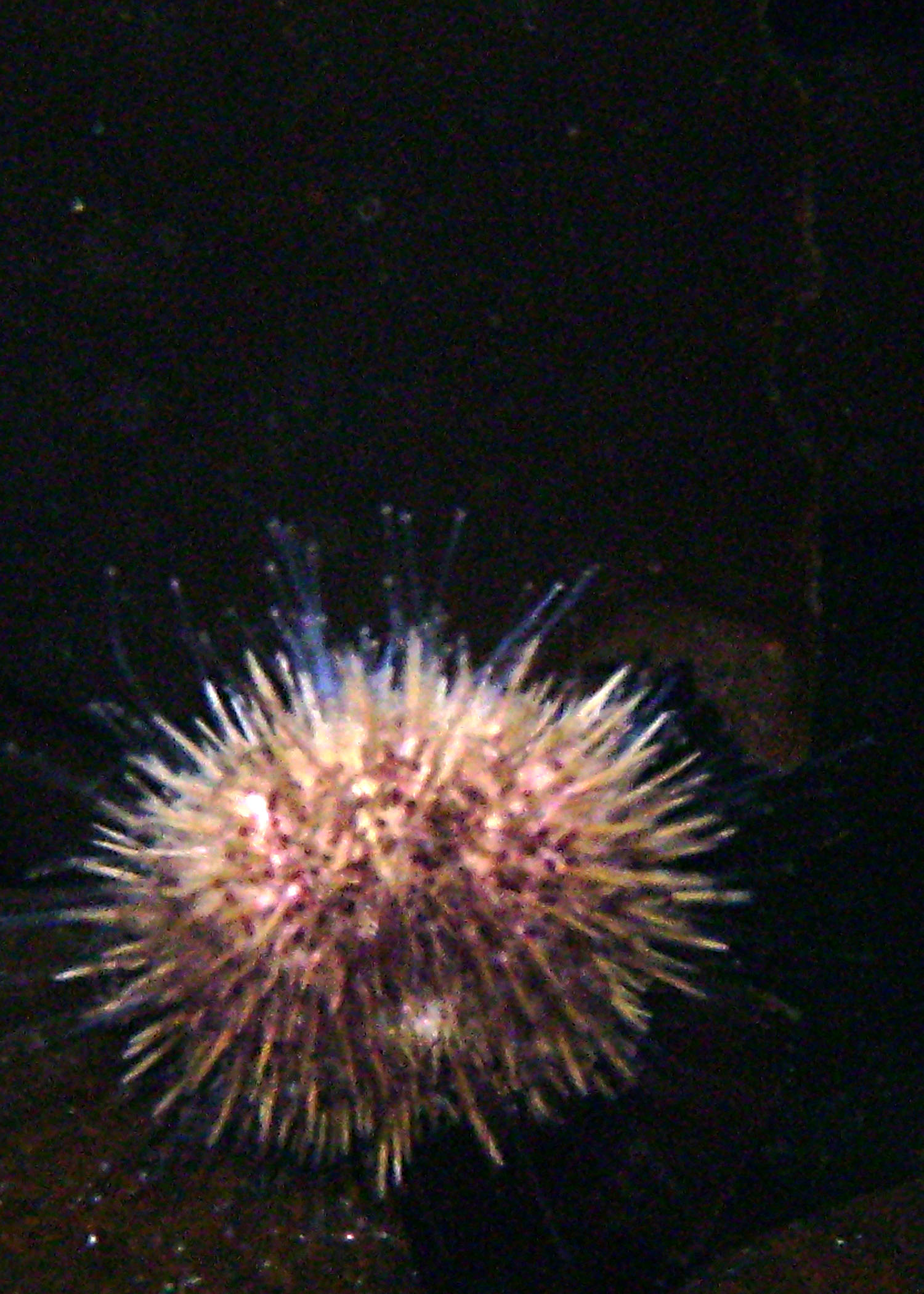 Whiteurchin1