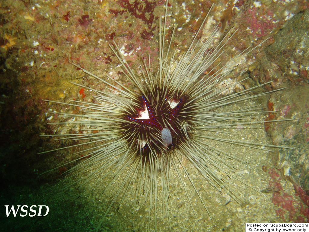 wicked urchin