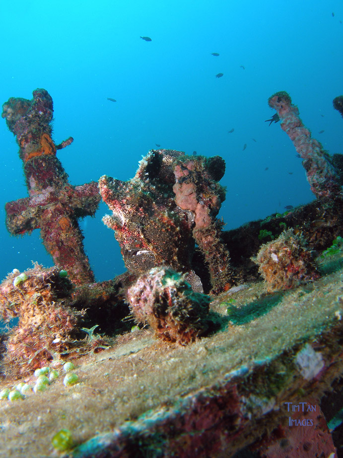 wide_angle_frogfish_3