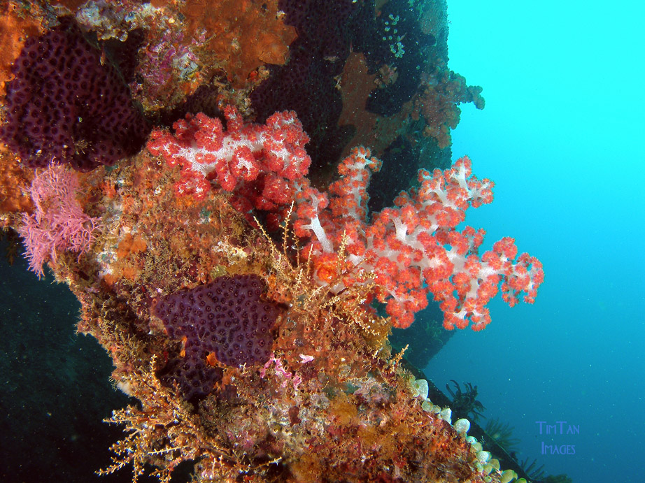 wide_angle_softcoral