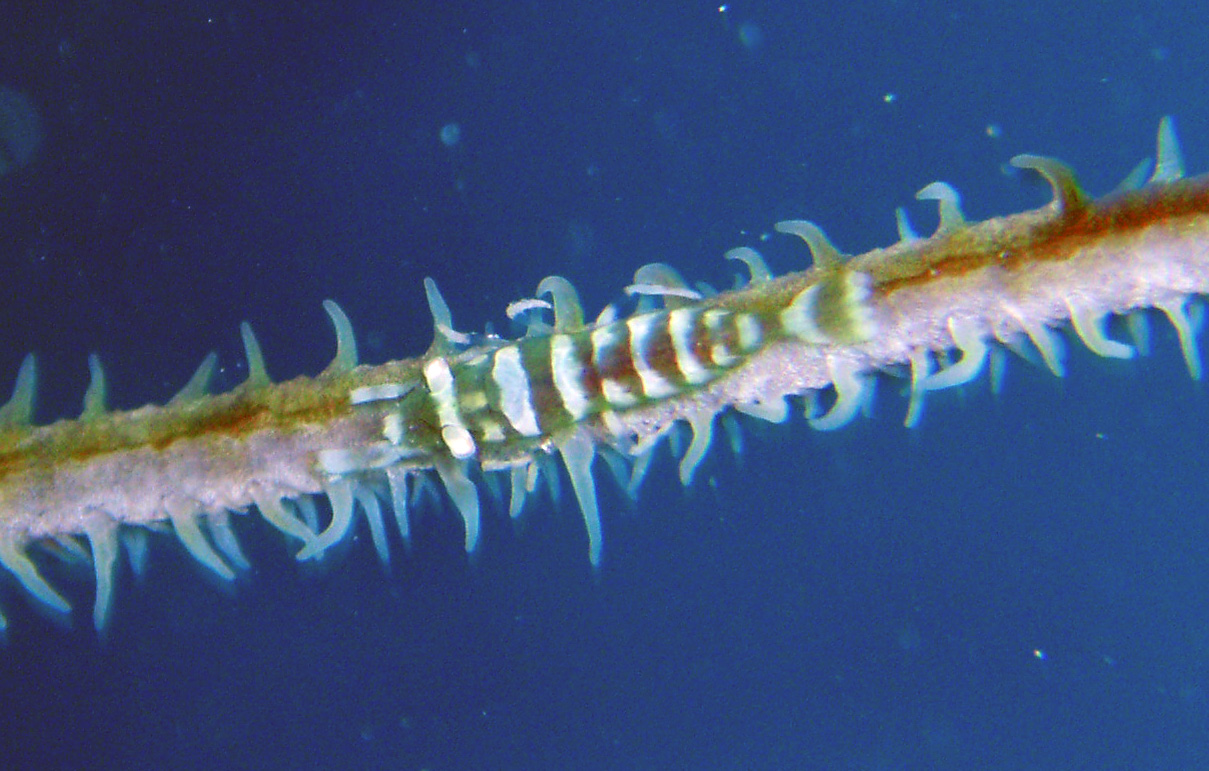 Wire Coral Shrimp, Roatan South side