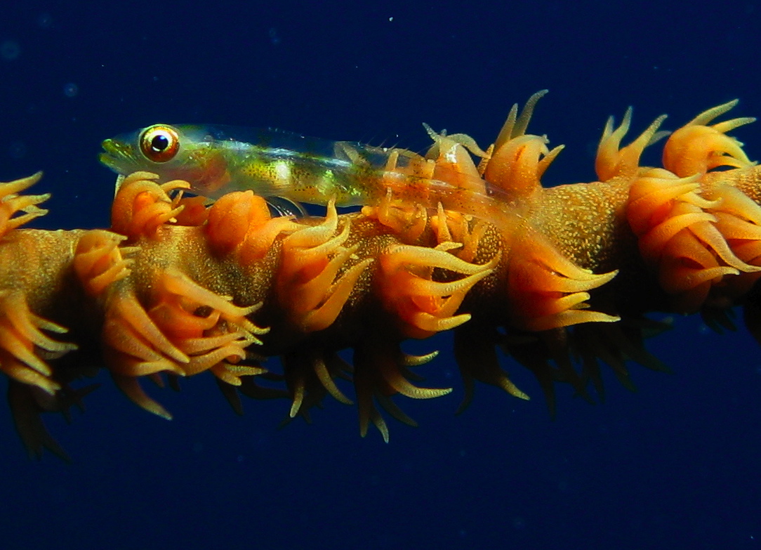 Wire_coral_Goby