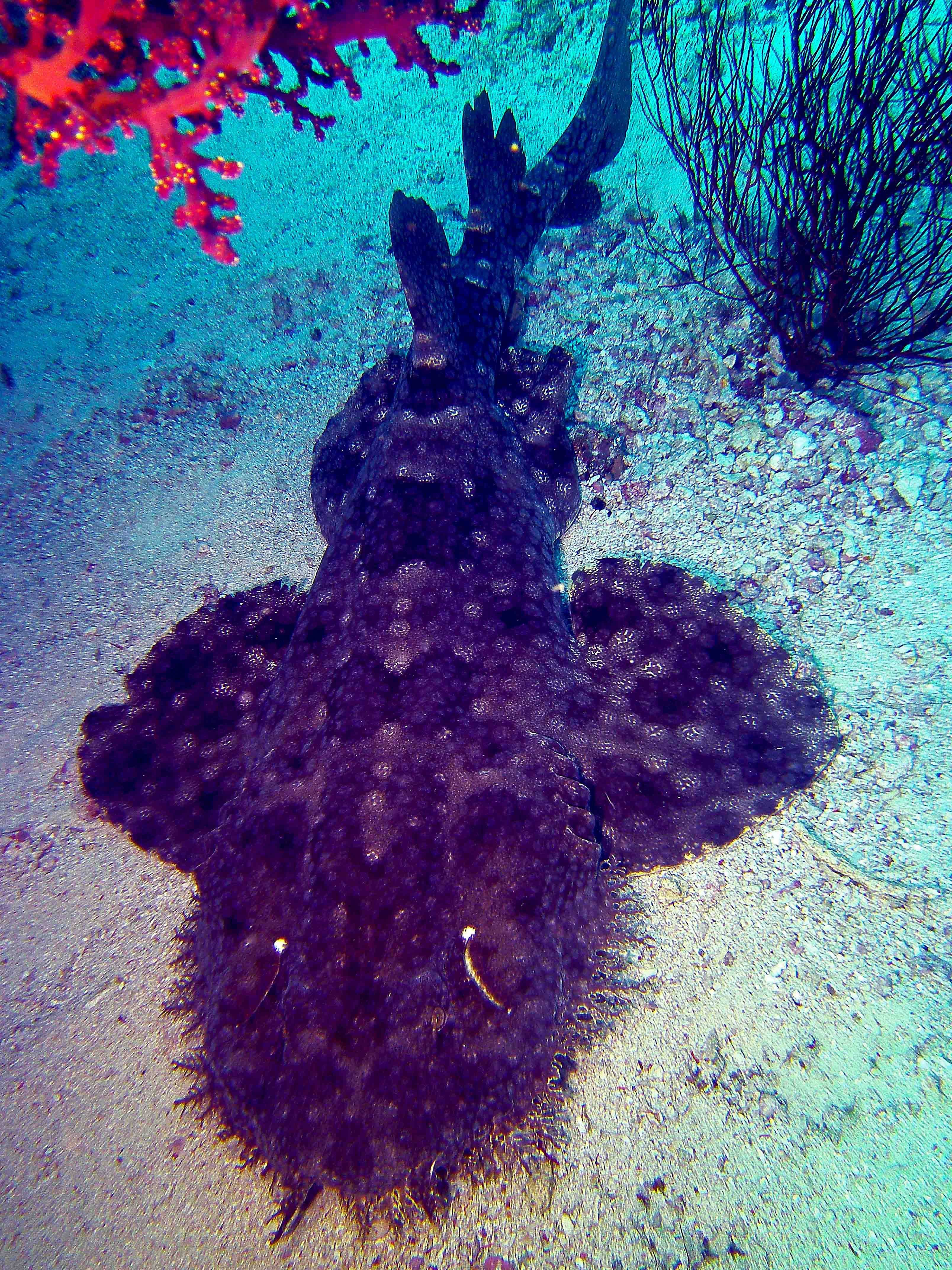 Wobbegong Raja Ampat