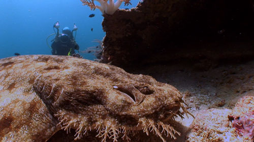 Wobbegong shark