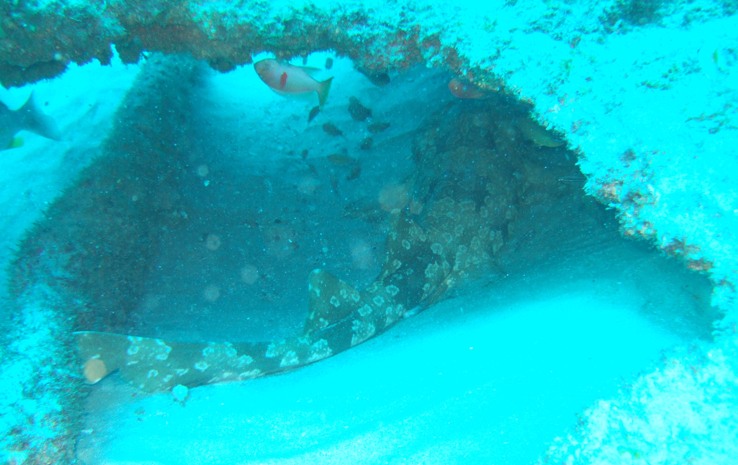 Wobbegong