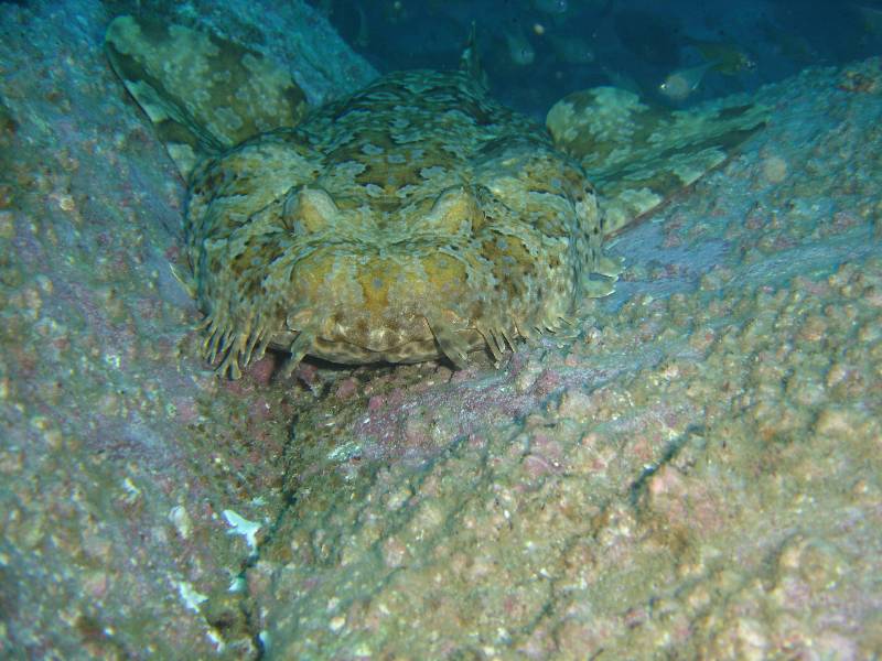Wobbie at Fishrock
