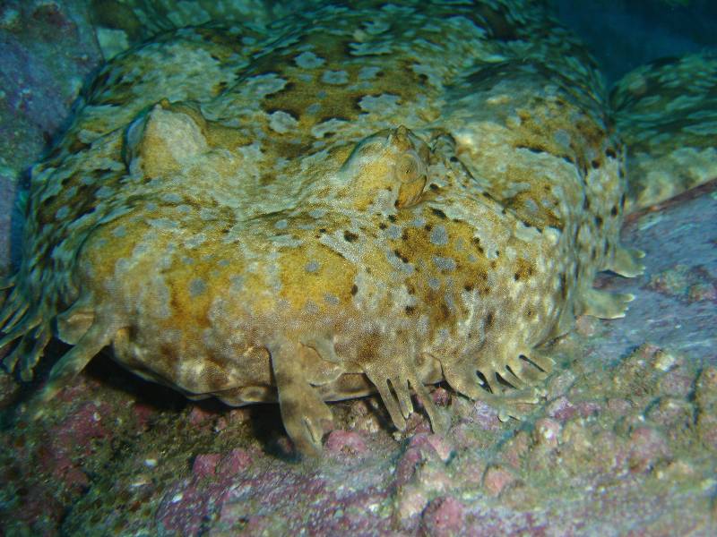 Wobbie at fishrock