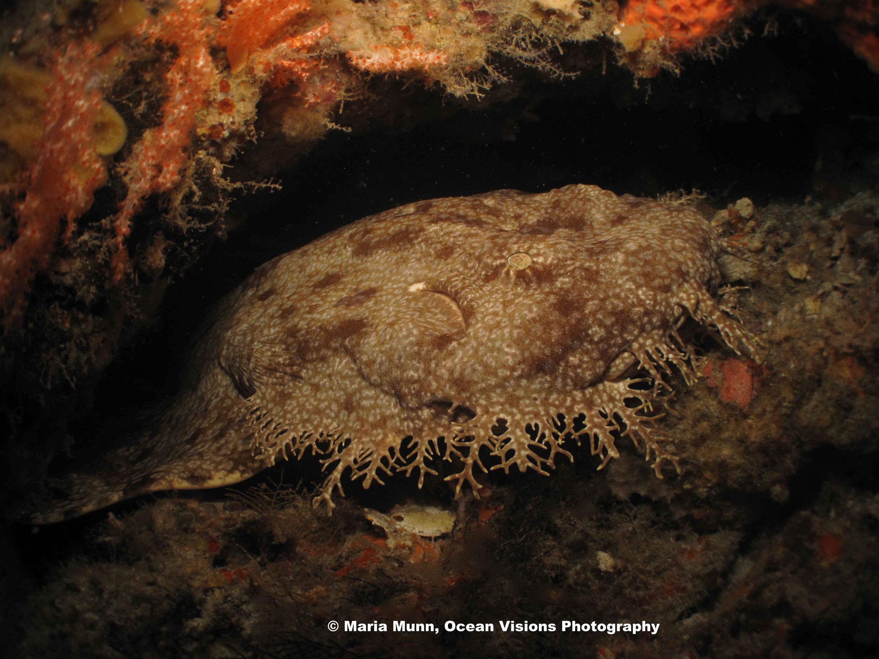 Wobblegong Encounter at Raja Ampat