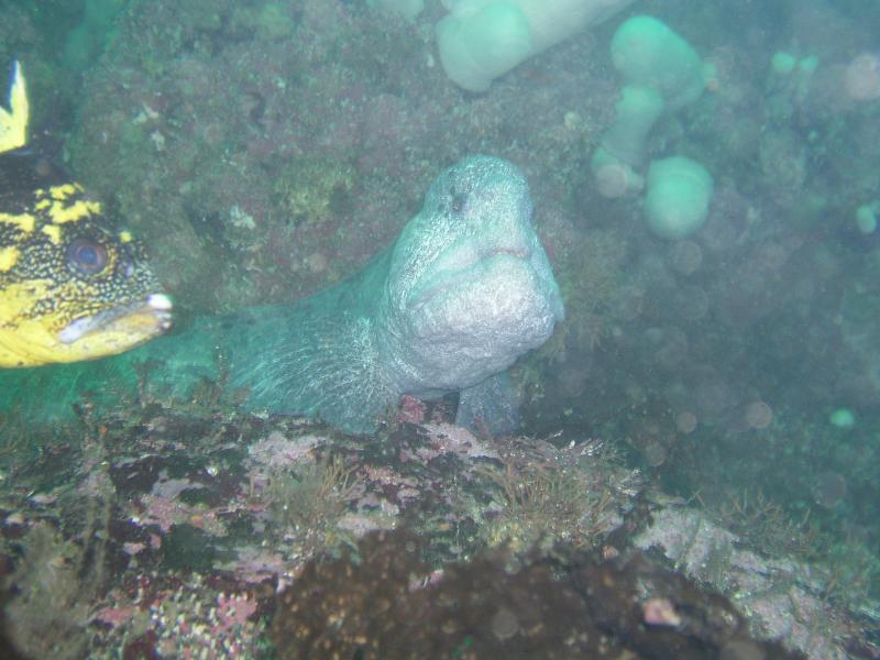 Wolf Eel and Rockfish