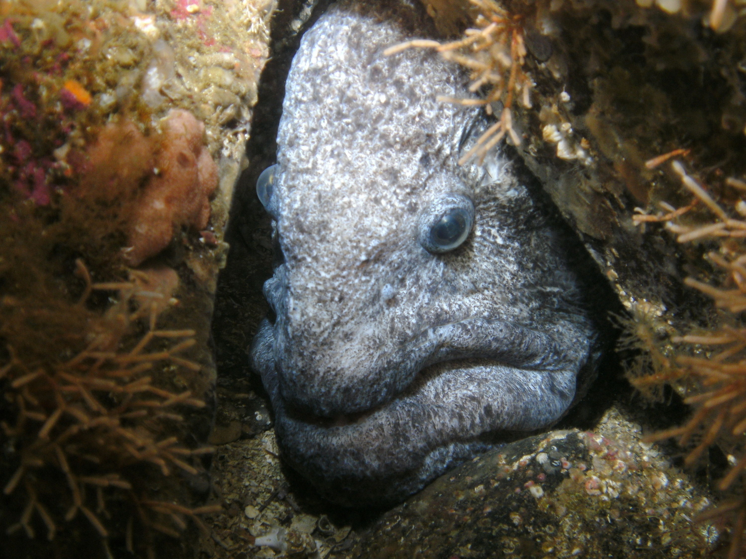 wolf eel close up