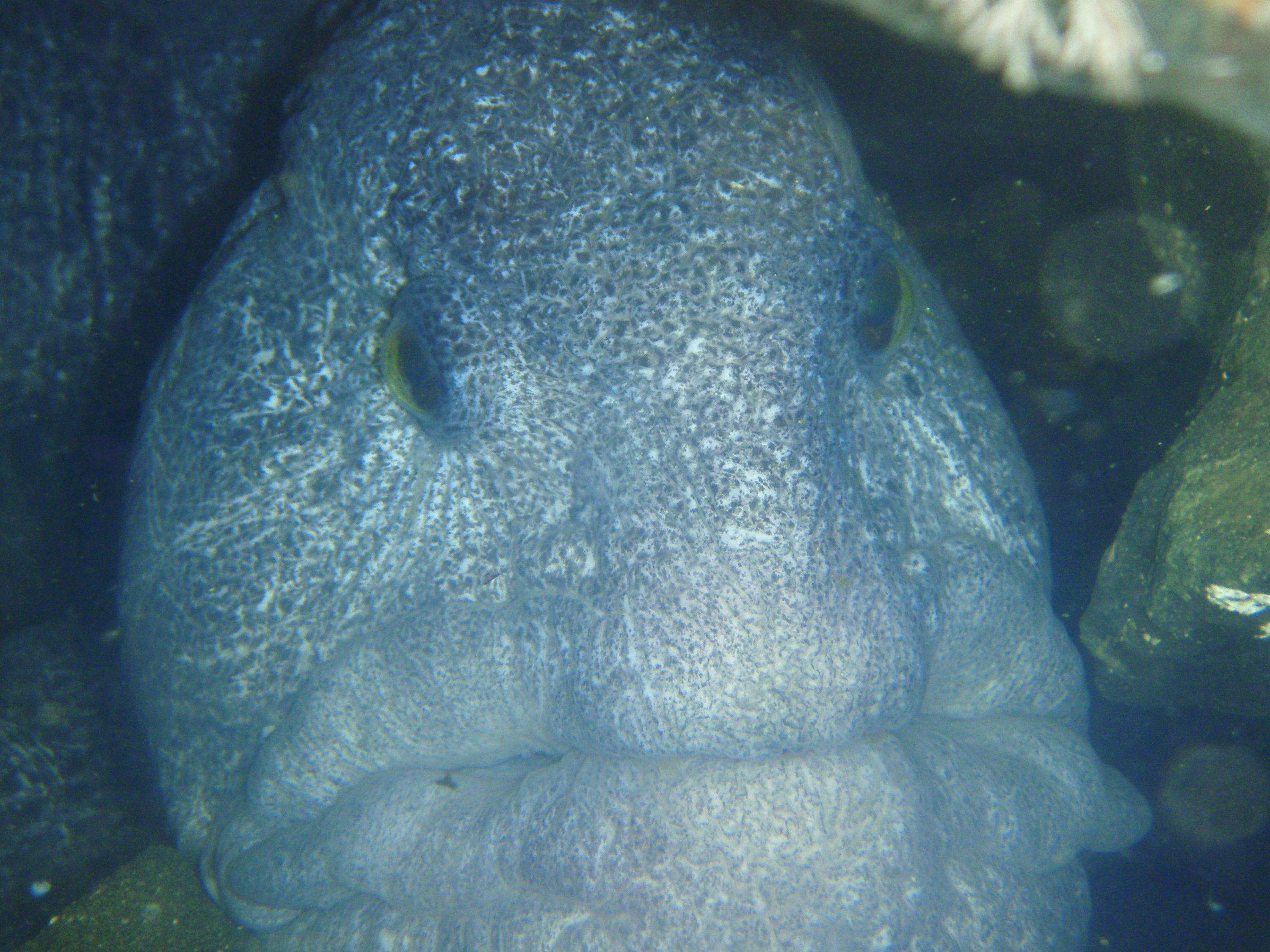 Wolf Eel in Den