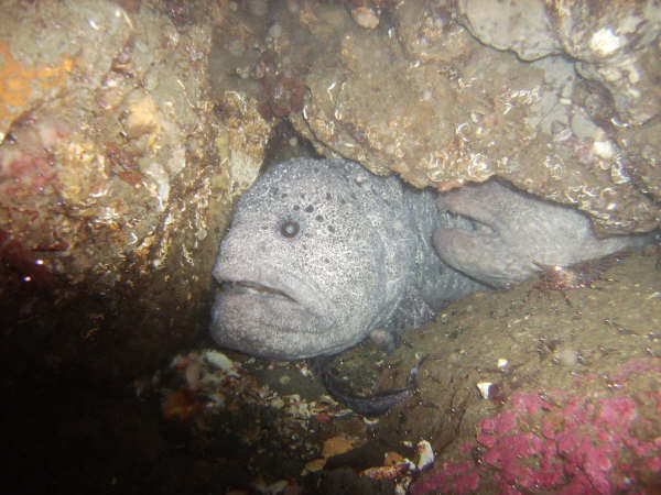 Wolf Eel