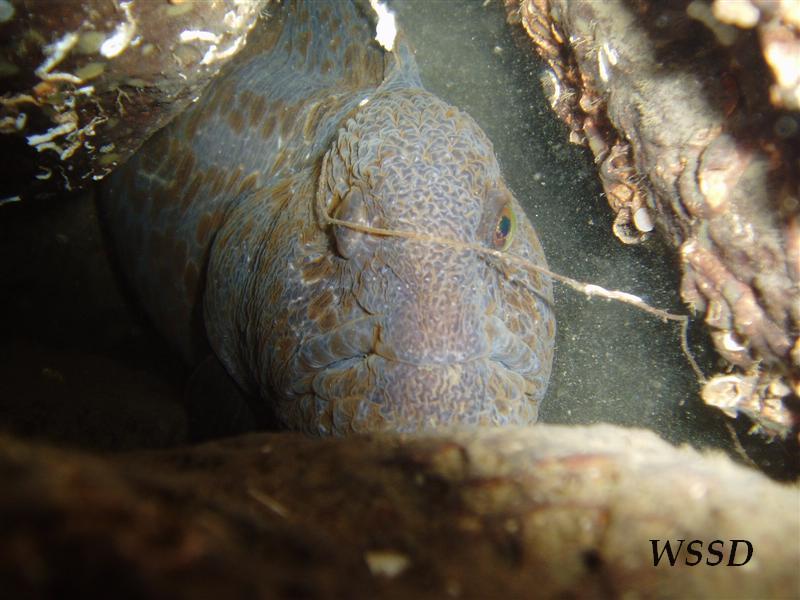 Wolf Eel