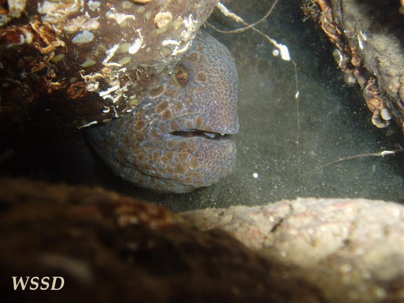 Wolf Eel