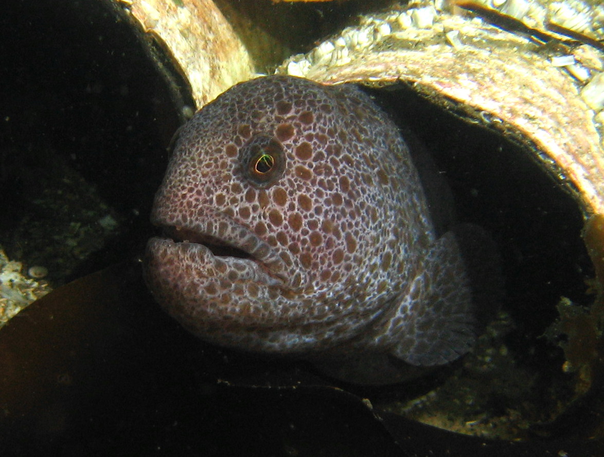 Wolf Eel