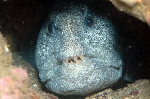 Wolf Eel