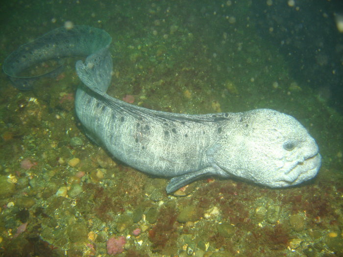 Wolf Eel