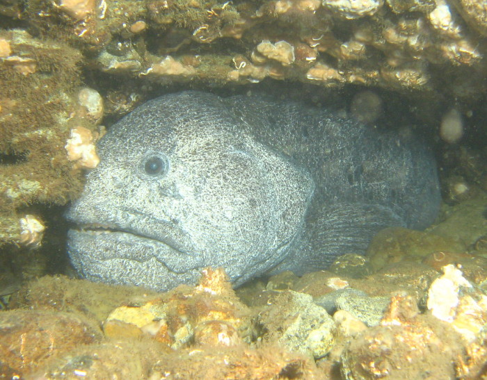 Wolf Eel