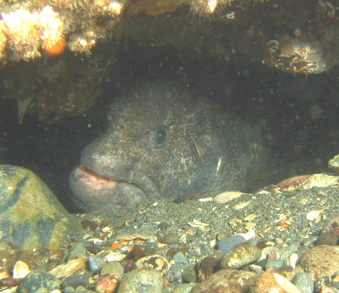 Wolf Eel