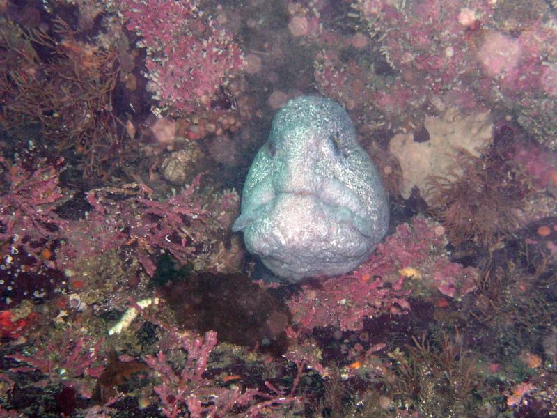 Wolf Eel