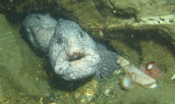 Wolf Eel