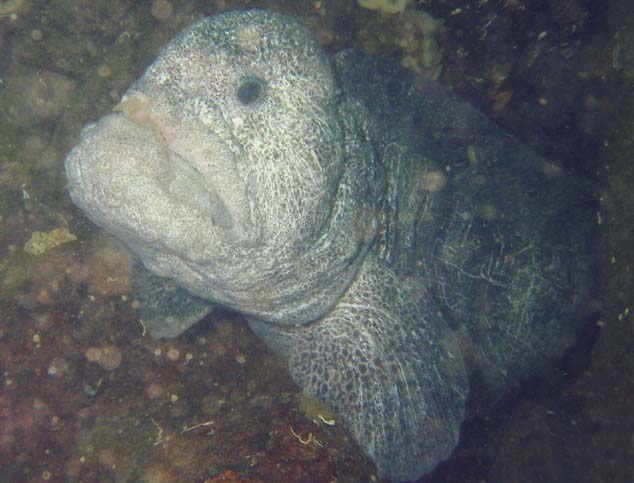 Wolf eel2