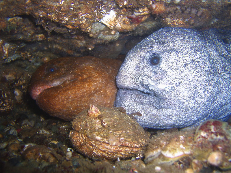 Wolf eel's