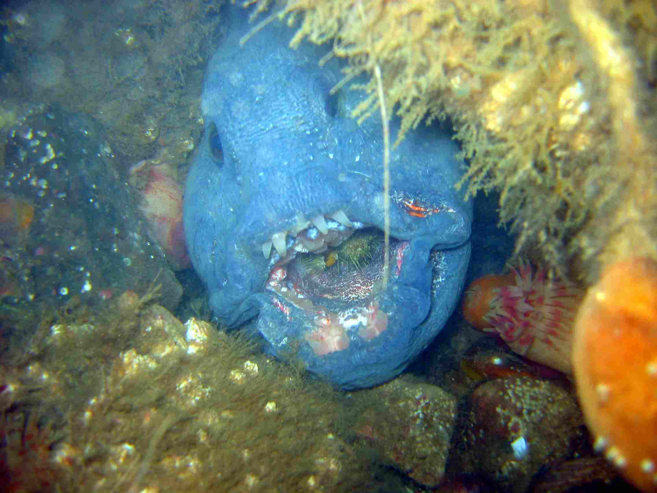 Wolffish