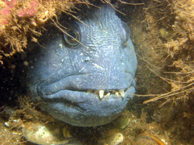 Wolffish